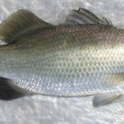 Ikan Kakap Putih Besar 500gr