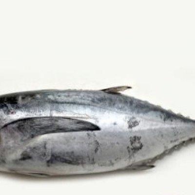 Ikan Tongkol Besar 1kg